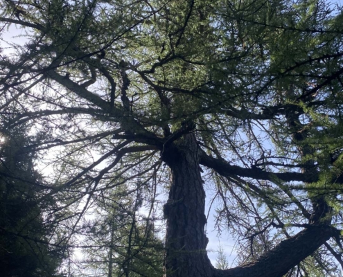 Baum 45