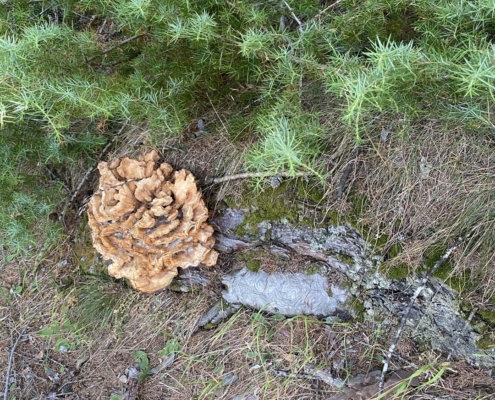 Pilz